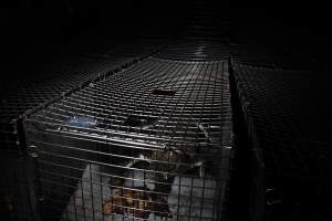 Crocodile in cage - Hidden crocodile farm at Crocodylus Park & Zoo - Captured at Crocodylus Park, Knuckey Lagoon NT Australia.