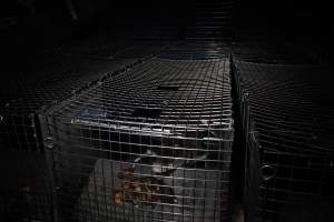 Crocodile in cage - Hidden crocodile farm at Crocodylus Park & Zoo - Captured at Crocodylus Park, Knuckey Lagoon NT Australia.