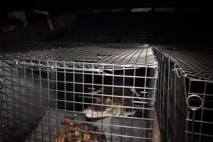 Crocodile in cage - Hidden crocodile farm at Crocodylus Park & Zoo - Captured at Crocodylus Park Farm & Abattoir, Knuckey Lagoon NT Australia.