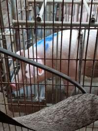 Captured at GD Pork Piggery, Blythewood WA Australia.