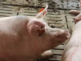 Captured at GD Pork Piggery, West Pinjarra WA Australia.