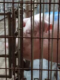 Captured at GD Pork Piggery, Blythewood WA Australia.