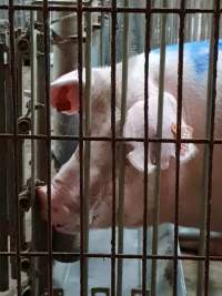 Captured at GD Pork Piggery, Blythewood WA Australia.