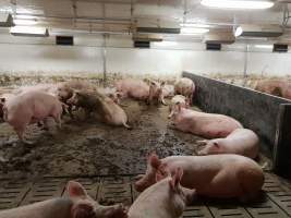 Captured at GD Pork Piggery, Blythewood WA Australia.