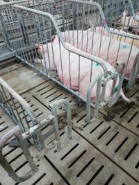 Captured at GD Pork Piggery, Blythewood WA Australia.