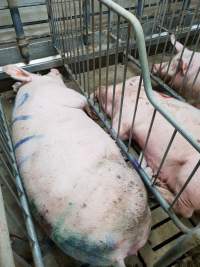 Captured at GD Pork Piggery, Blythewood WA Australia.