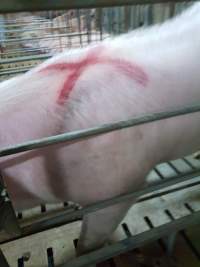 Captured at GD Pork Piggery, Blythewood WA Australia.