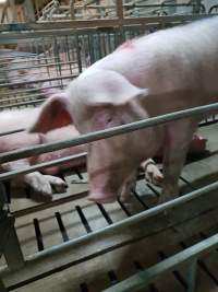 Captured at GD Pork Piggery, Blythewood WA Australia.