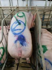 Captured at GD Pork Piggery, Blythewood WA Australia.