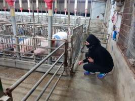 Captured at GD Pork Piggery, Blythewood WA Australia.