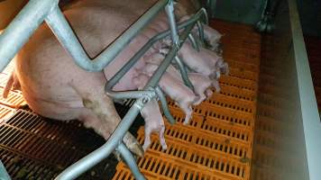 Tralka Piggery - Captured at Tralka Pty Ltd, Hopeland WA Australia.