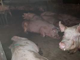 Tralka Piggery - Captured at Tralka Pty Ltd, Hopeland WA Australia.