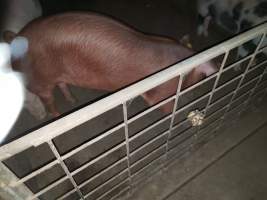 Tralka Piggery - Captured at Tralka Pty Ltd, Hopeland WA Australia.