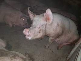 Tralka Piggery - Captured at Tralka Pty Ltd, Hopeland WA Australia.