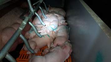 Tralka Piggery - Captured at Tralka Pty Ltd, Hopeland WA Australia.