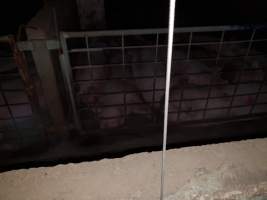 Tralka Piggery - Captured at Tralka Pty Ltd, Hopeland WA Australia.