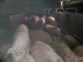 Tralka Piggery - Captured at Tralka Pty Ltd, Hopeland WA Australia.