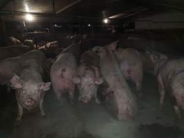 Tralka Piggery - Captured at Tralka Pty Ltd, Hopeland WA Australia.