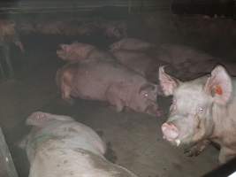 Tralka Piggery - Captured at Tralka Pty Ltd, Hopeland WA Australia.