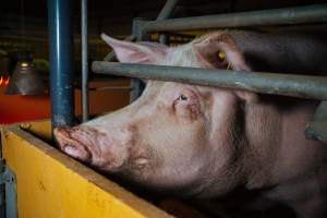 Pig farm investigation in Sweden between 2019-2020