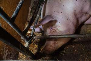 Pig farm investigation in Sweden between 2019-2020