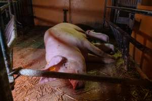 Pig farm investigation in Sweden between 2019-2020