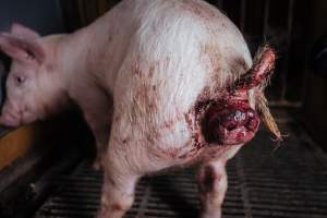 Pig farm investigation in Sweden between 2019-2020