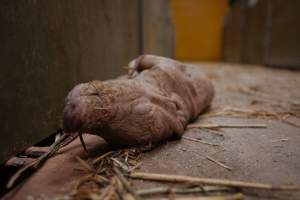 Pig farm investigation in Sweden between 2019-2020