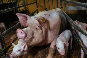 Pig farm investigation in Sweden between 2019-2020