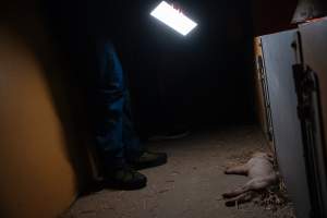 Pig farm investigation in Sweden between 2019-2020