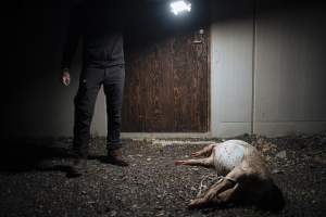 Pig farm investigation in Sweden between 2019-2020