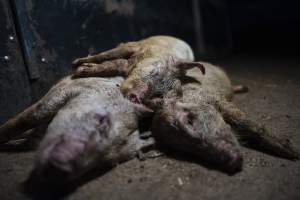 Pig farm investigation in Sweden between 2019-2020