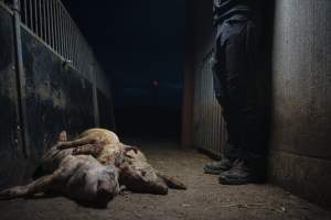 Pig farm investigation in Sweden between 2019-2020