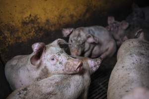 Pig farm investigation in Sweden between 2019-2020