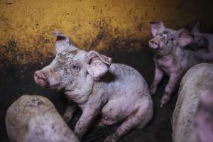 Pig farm investigation in Sweden between 2019-2020