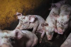 Pig farm investigation in Sweden between 2019-2020