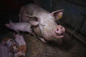 Pig farm investigation in Sweden between 2019-2020