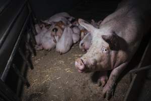 Pig farm investigation in Sweden between 2019-2020