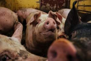 Pig farm investigation in Sweden between 2019-2020