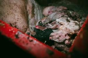 Pig farm investigation in Sweden between 2019-2020