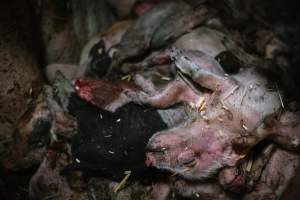 Pig farm investigation in Sweden between 2019-2020