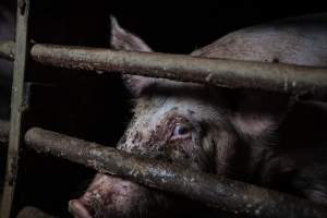 Pig farm investigation in Sweden between 2019-2020