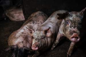 Pig farm investigation in Sweden between 2019-2020