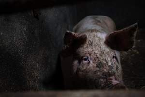 Pig farm investigation in Sweden between 2019-2020