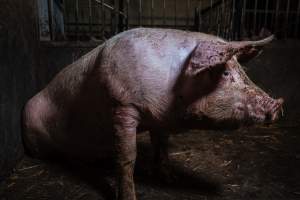 Pig farm investigation in Sweden between 2019-2020