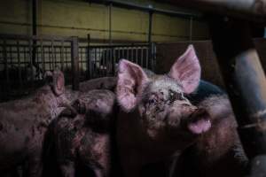 Pig farm investigation in Sweden between 2019-2020