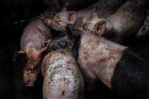 Pig farm investigation in Sweden between 2019-2020