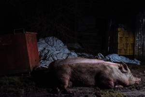 Pig farm investigation in Sweden between 2019-2020