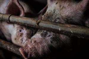 Pig farm investigation in Sweden between 2019-2020