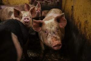 Pig farm investigation in Sweden between 2019-2020